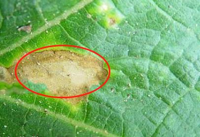 罗汉果常见病虫的防治,罗汉果的种植技术和病虫害