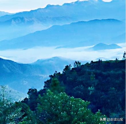海丰公平西坑绿茶,海丰西坑茶叶