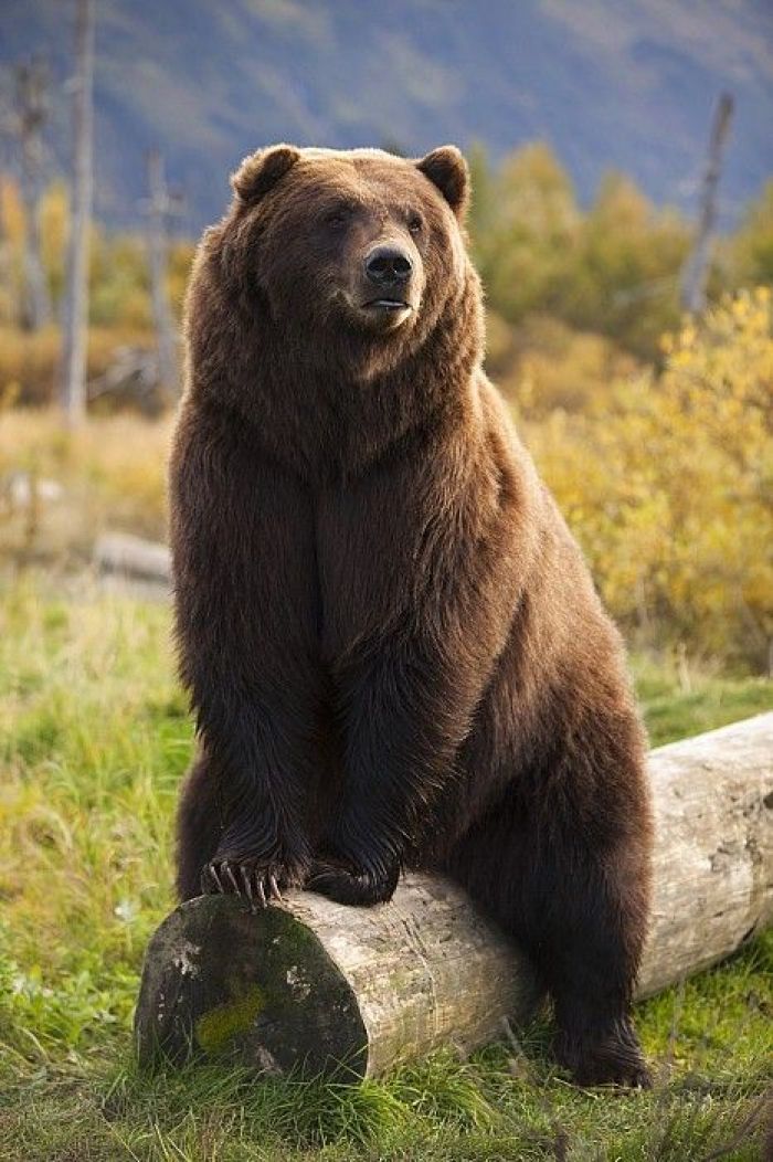 爷爷当年是个猎户,下的一手好套子,有地套有跳套,专套野鸡兔子