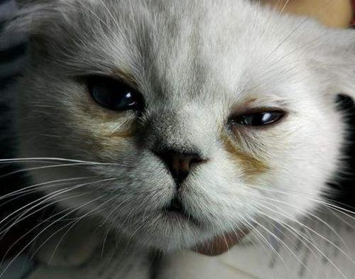 猫咪眼睛发炎怎么清理,猫咪眼睛反复发炎有分泌物