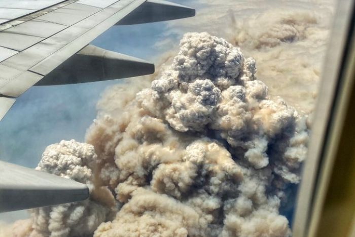 澳洲噩梦,过火面积1030万公顷,国宝*愿请**迁居新西兰,专家不看好