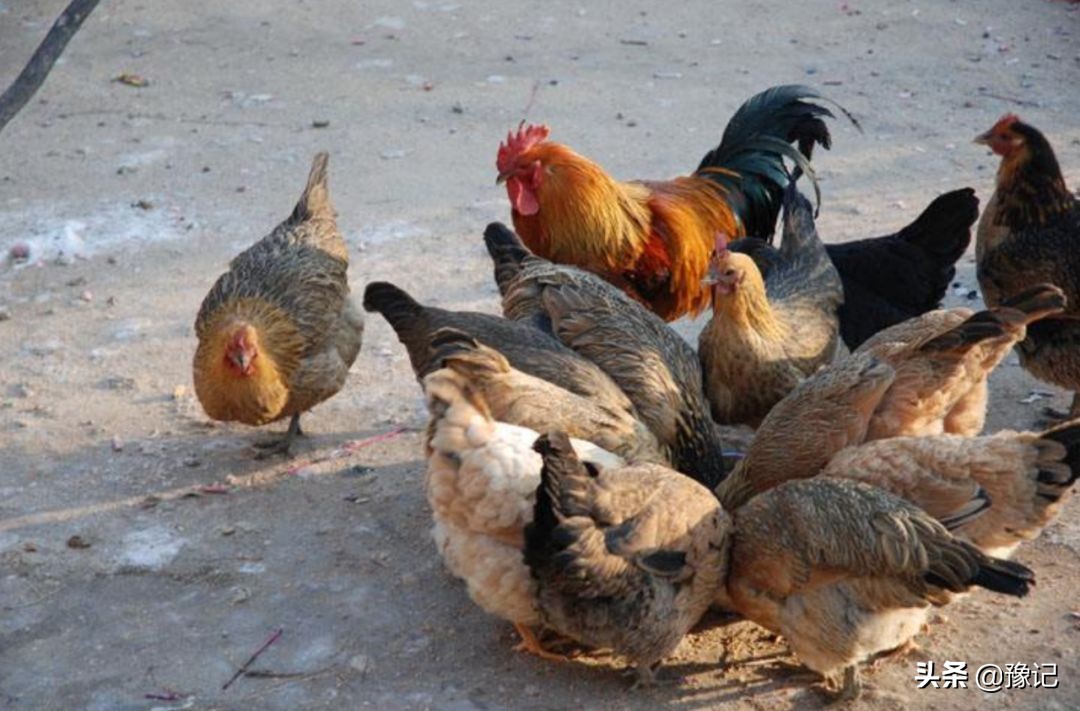 重温30年的农村生活看了不许流泪,40年前的农村就是这个样子