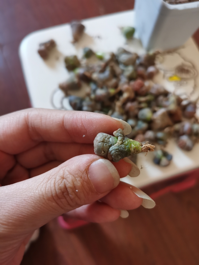 生石花网上购买靠谱吗,网购的生石花特别干巴怎么办