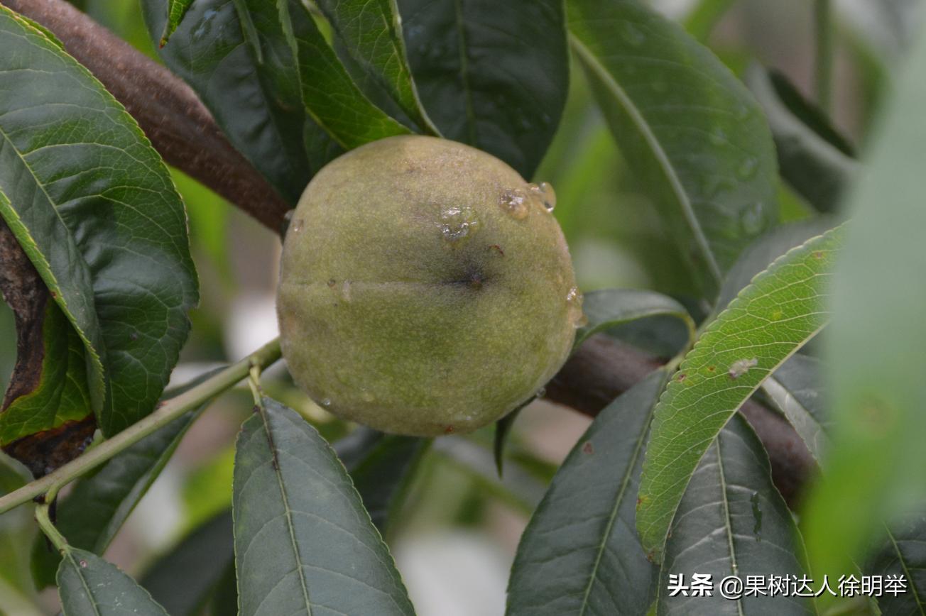 桃树流胶半死不活的打什么药,治桃树流胶最好的土办法