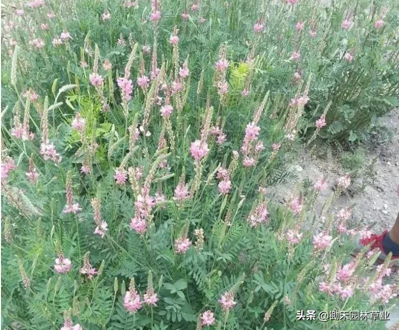 适合盐碱地的植物有哪些,绿化草耐旱品种