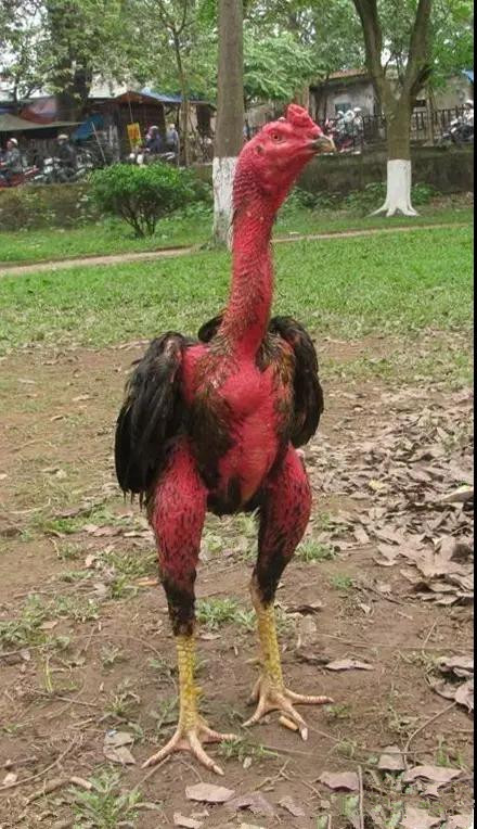 斗鸡怎么驯养视频,斗鸡的驯养