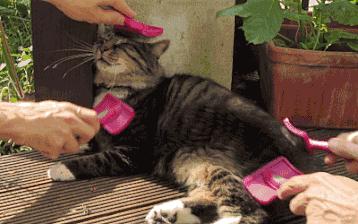 养猫新手给猫咪洗澡需要注意什么,新手养猫可以天天洗澡吗