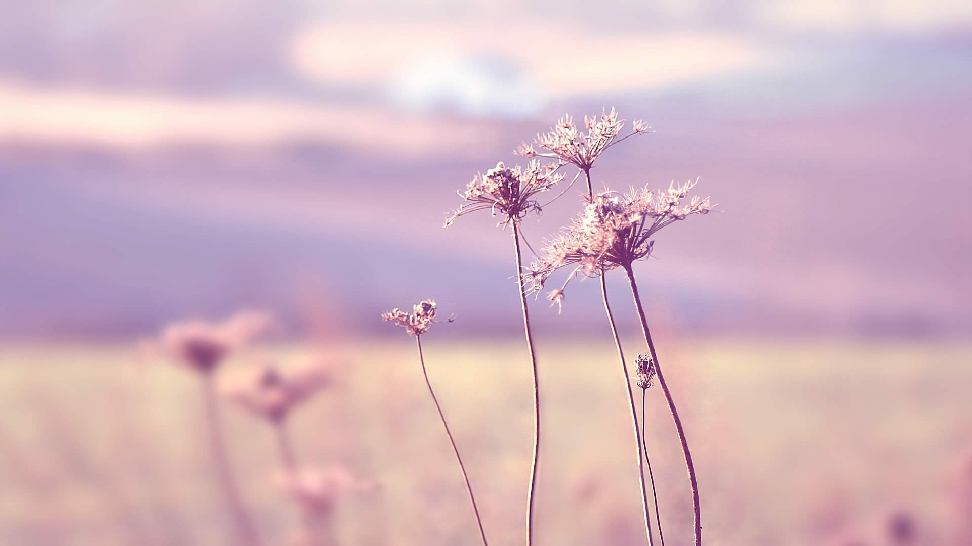 加盟被骗了怎么追回加盟费,加盟被骗怎么追回呀