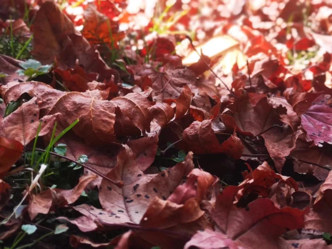 甲友心声2019,甲友心声向甲癌致谢