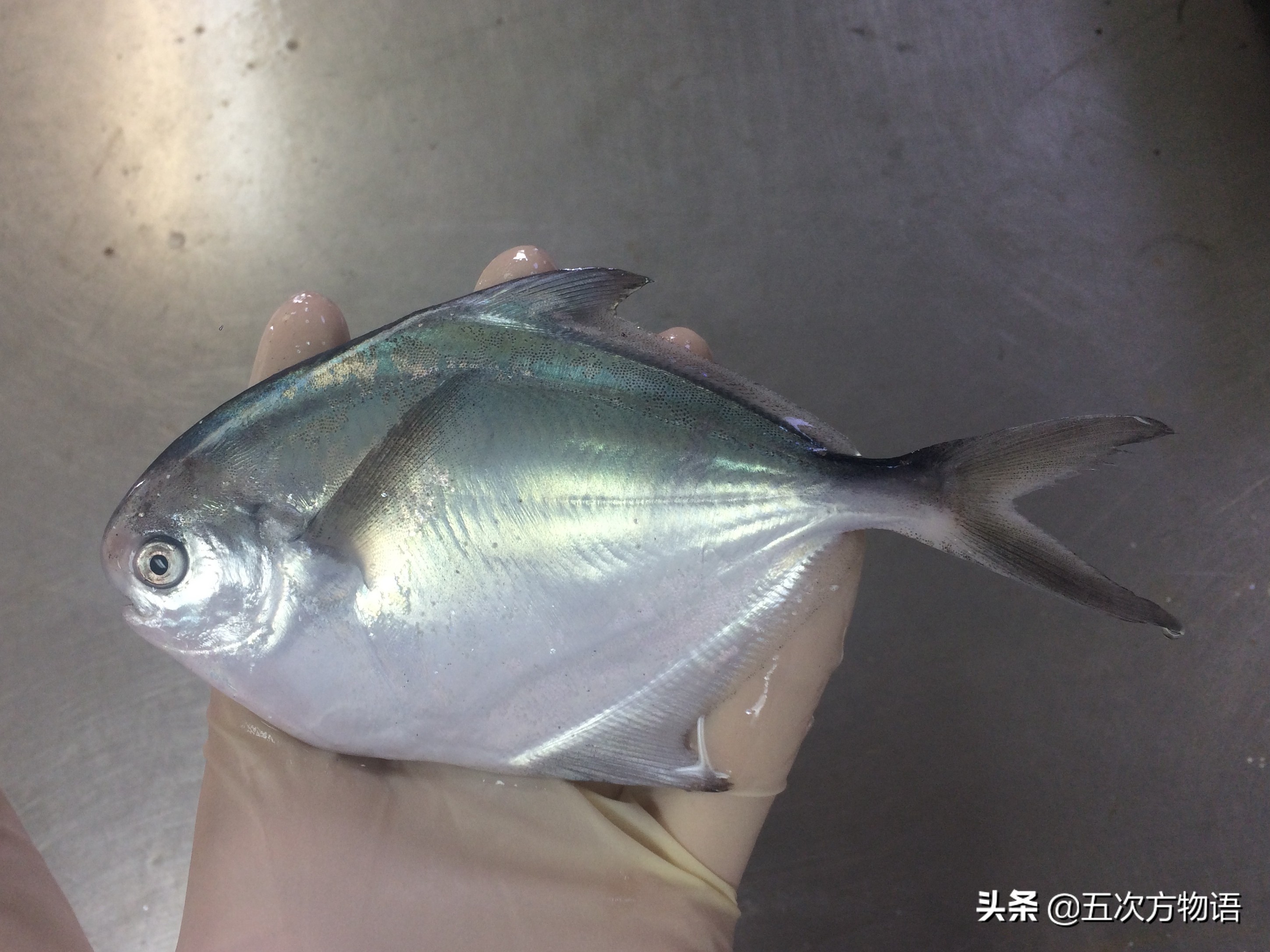 如何区分白鲳鱼的种类图解,怎么区分鲳鱼的品种