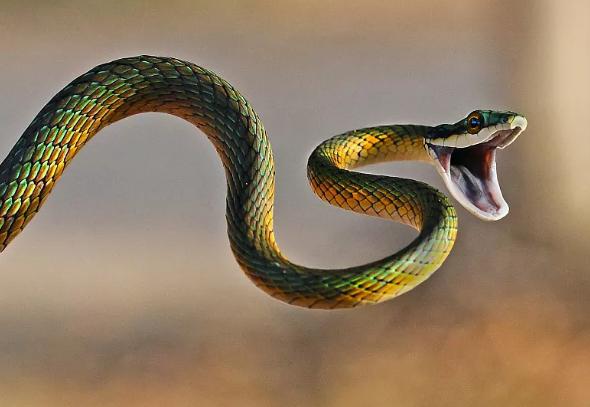 雄黄粉和雄黄驱蛇粉是一样的吗,原来蛇不怕雄黄而是这几样东西