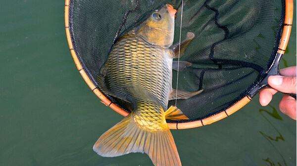 鱼类体外寄生虫有哪些,鱼类寄生虫会寄生人类吗