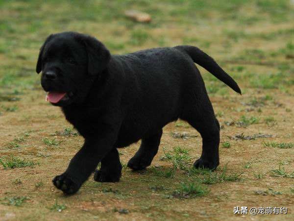 拉布拉多幼犬如何挑选需要多少钱,拉布拉多幼犬的好坏由谁来决定