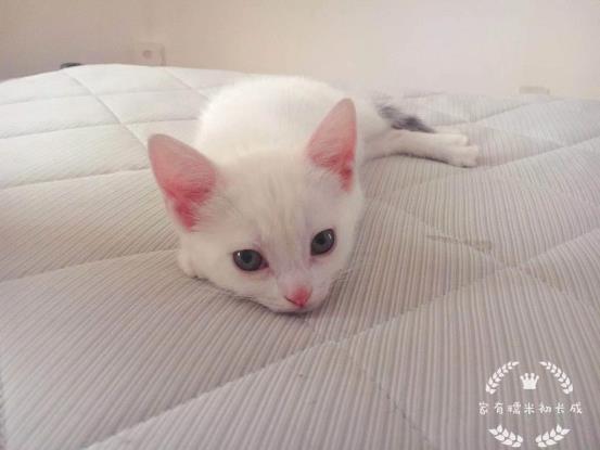 猫咪体内驱虫和体外驱虫能一起吗,猫咪体外驱虫为什么要禁食