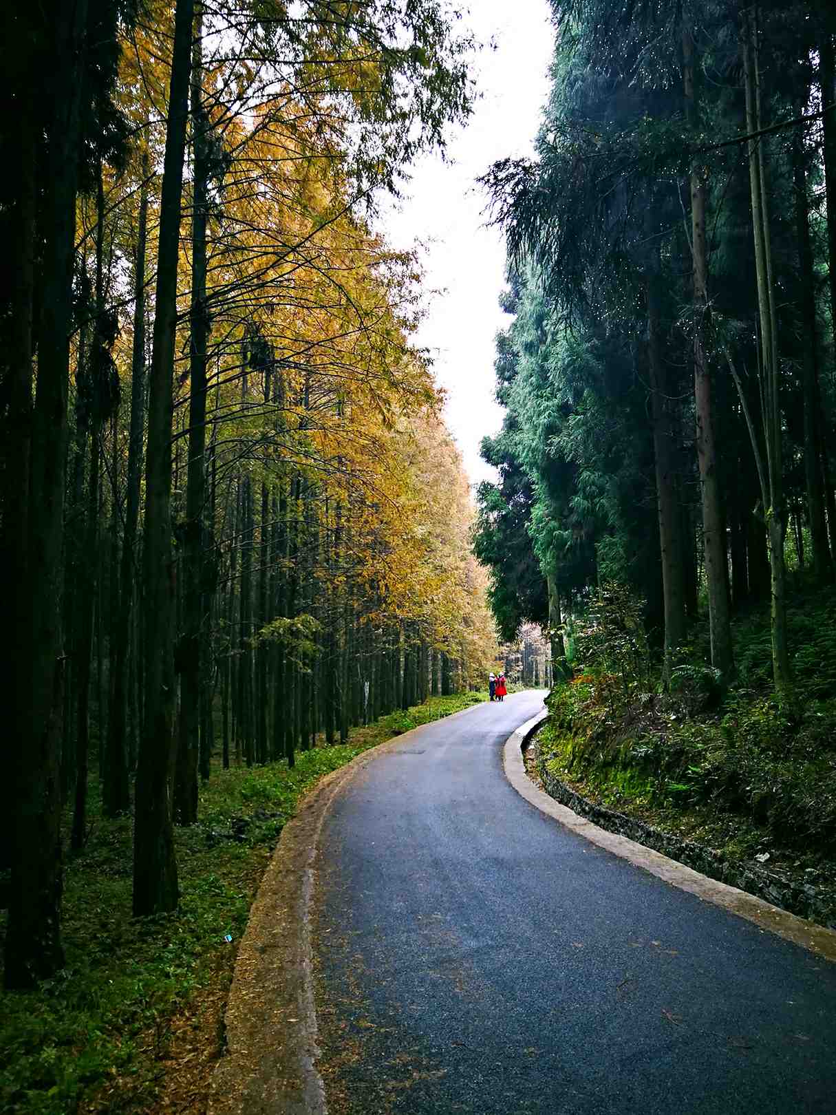 重庆避暑凉快的地方,重庆人都去贵州哪里避暑最好
