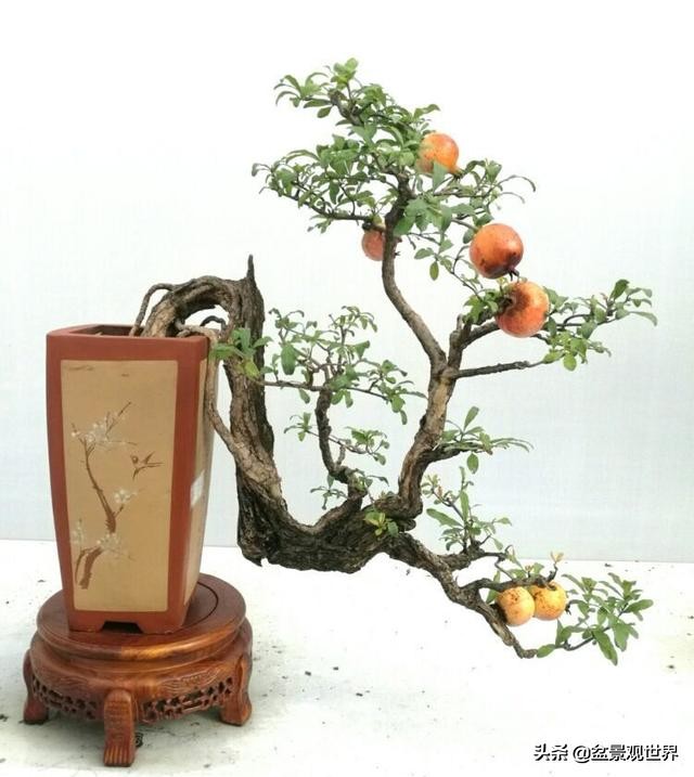 金弹子只养一棵会挂果吗,金弹子养了四年为什么不开花