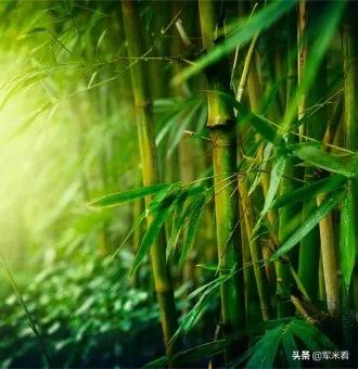 野外生存取饮用水方法,野外生存技巧之野外如何获得水