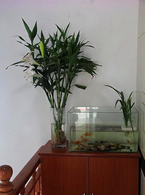 富贵竹生蚊子的方法,水养富贵竹有蚊子怎么处理