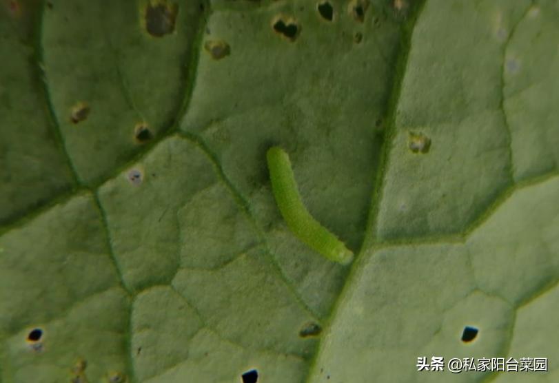 阳台种菜生小虫,阳台种菜小飞虫怎么根治