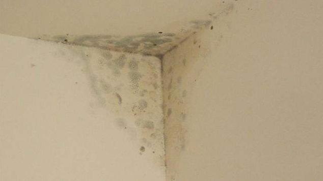 南方潮湿天气怎么防霉菌,下雨潮湿产生的霉菌有害处吗