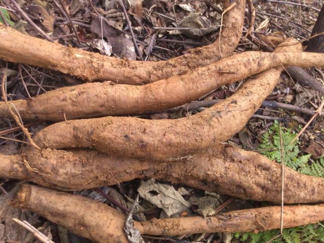 在美国泛滥成灾的植物视频,在美国泛滥成灾的中国物种