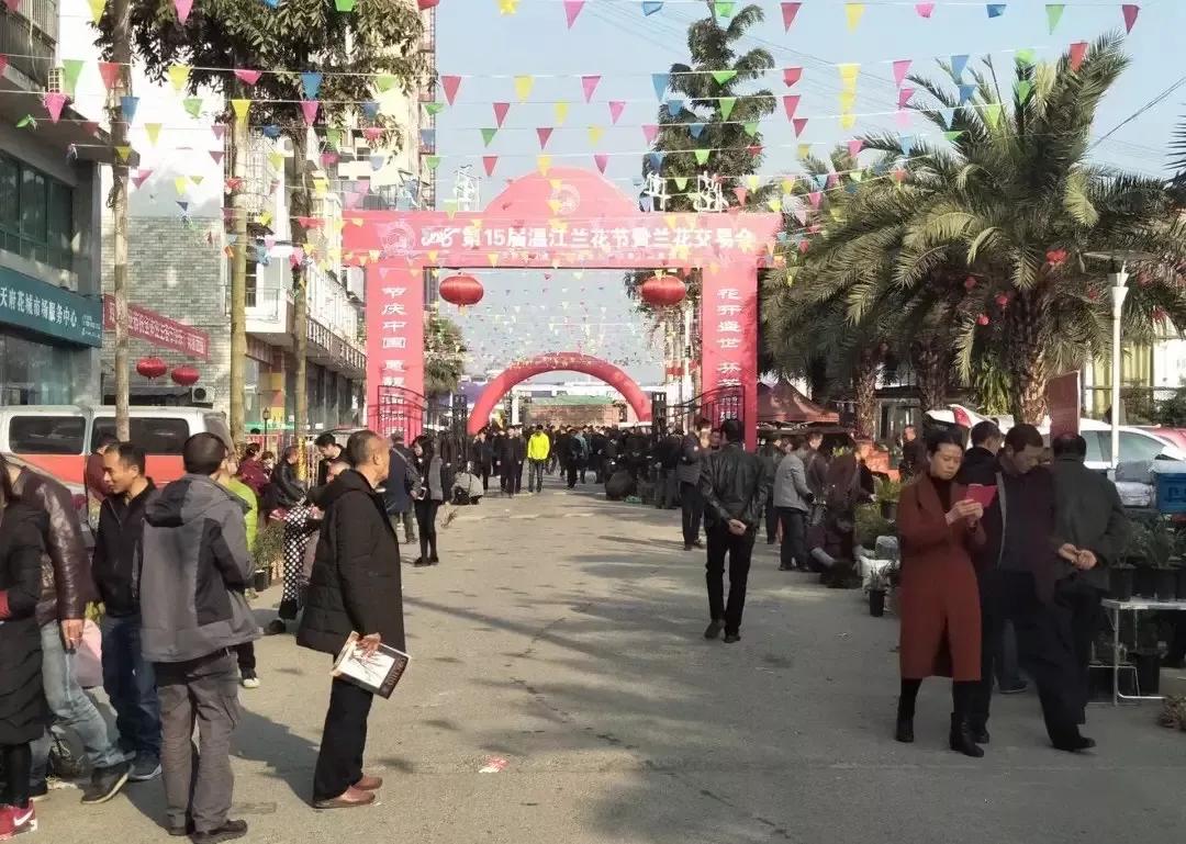 四川兰花市场有哪些品种,兰花市场哪里最大