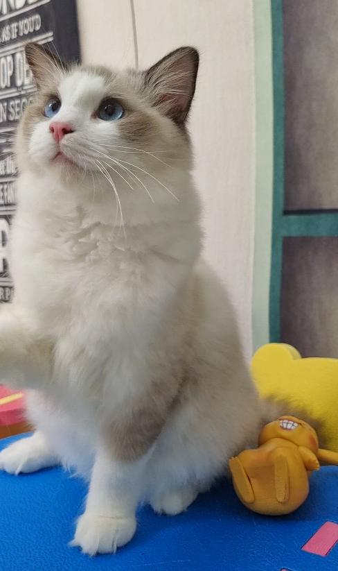 布偶猫贵在哪里,怎么挑选一只好的布偶猫