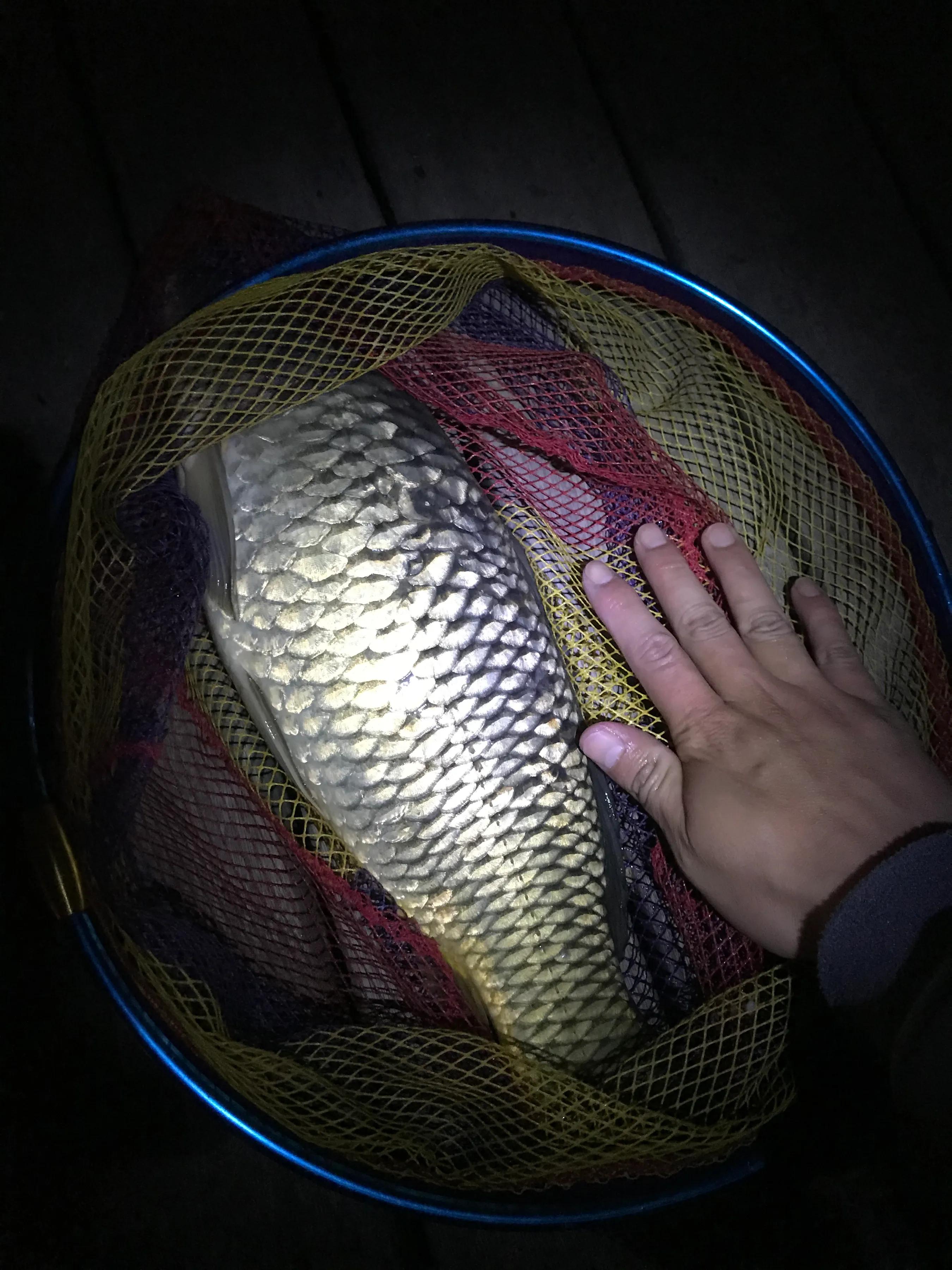 野钓主线子线搭配一招搞定,野钓子线最佳搭配