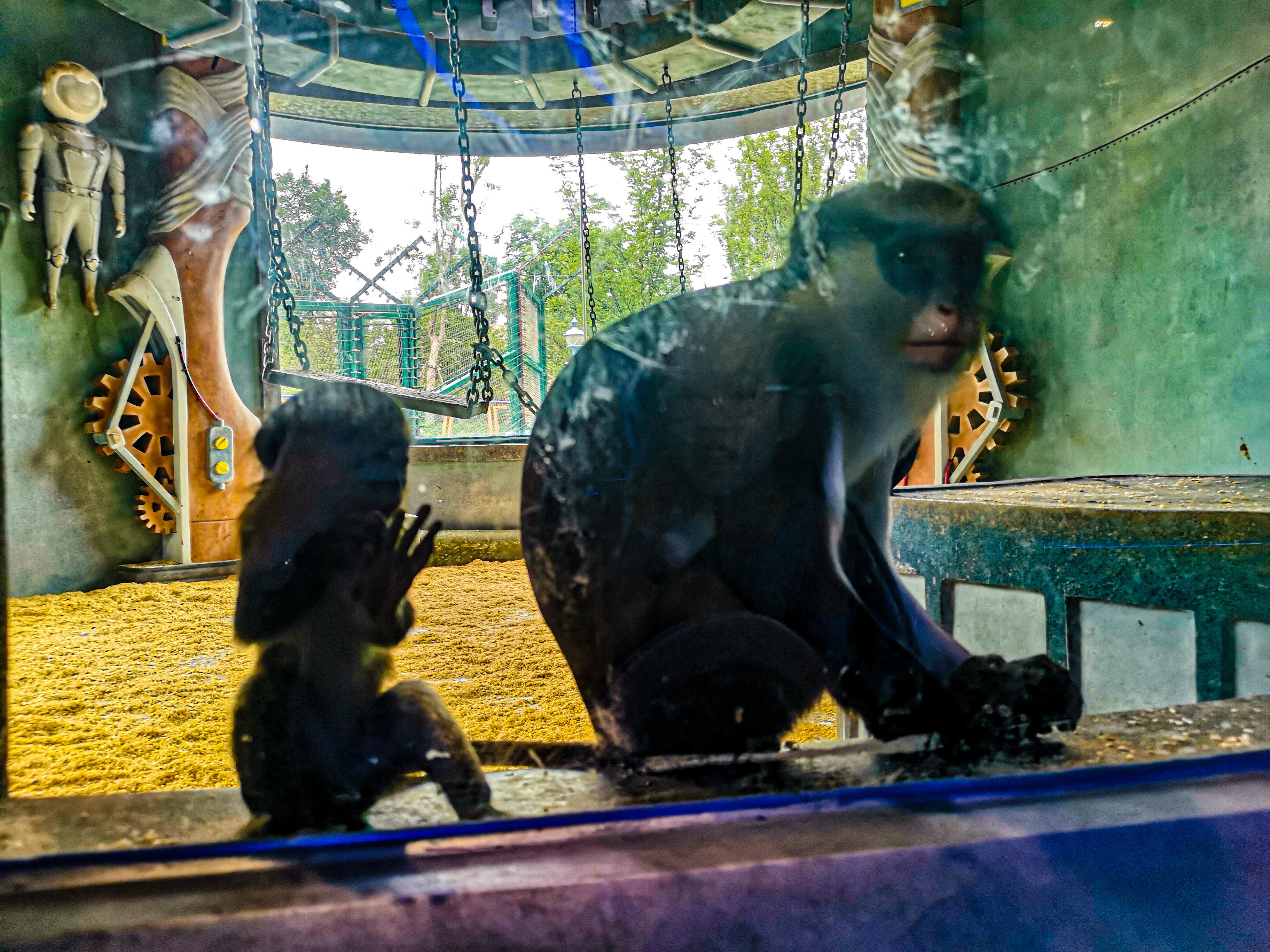暑期郑州银基动物王国旅游,郑州市区怎么去银基动物王国