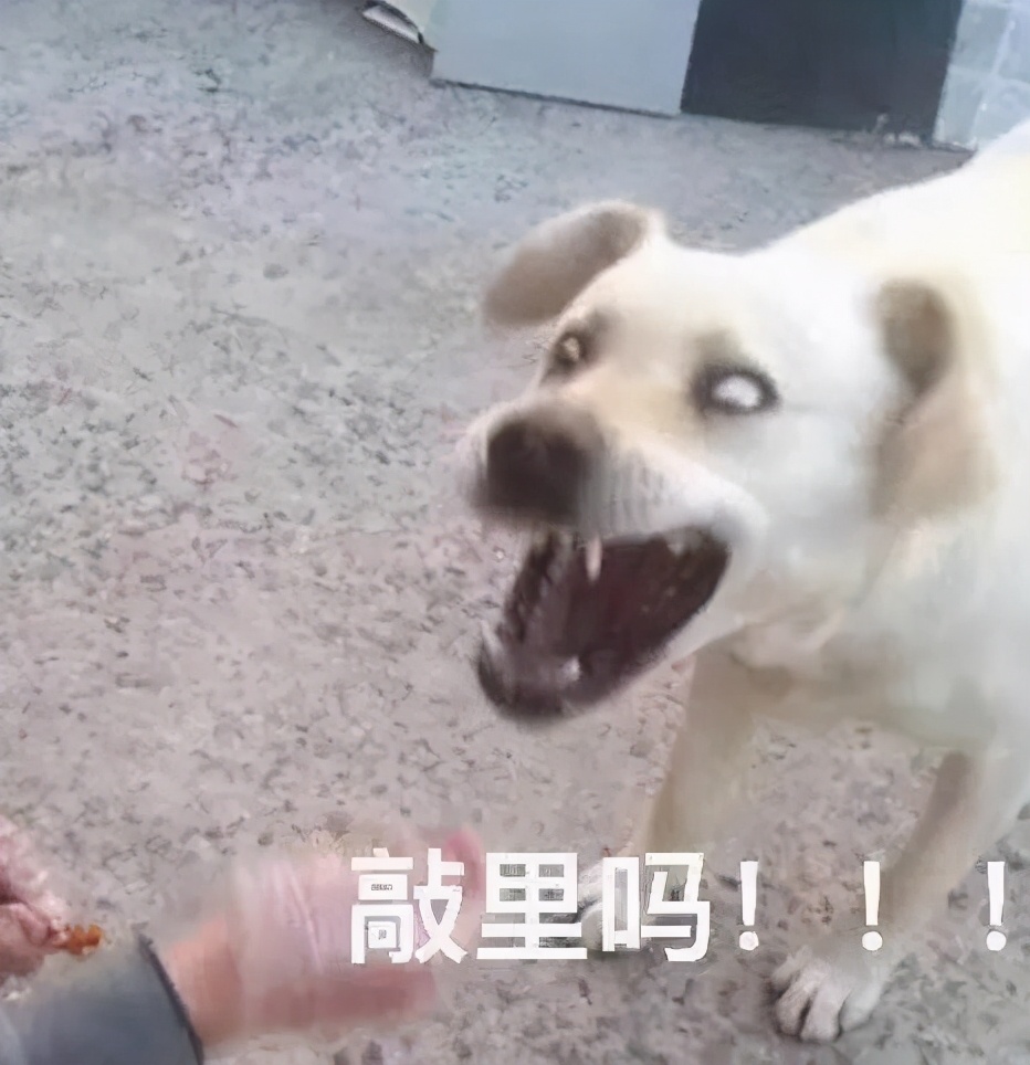 狗吃了毒香肠多久发作,狗误食毒香肠