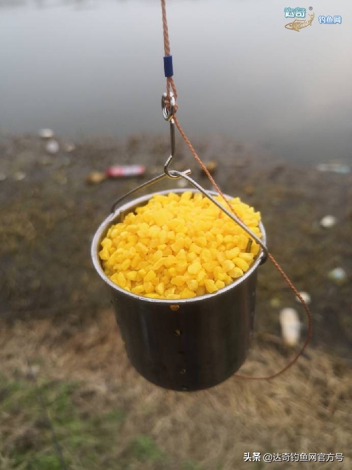 麦子钓野河鱼的最佳配方,野钓鲤鱼最诱鱼的酒米