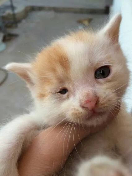 猫咪圆眼睛和竖眼睛,猫小时候眼型不圆