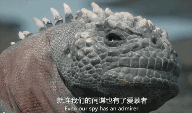 BBC得多有钱?为*窥偷**愣是做了一堆超逼真假动物,真实到被求交配