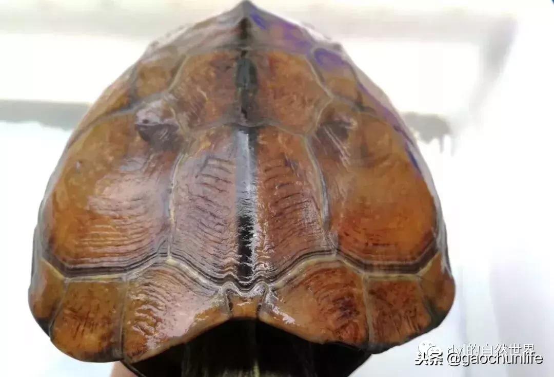 草龟难养,养草龟笔记