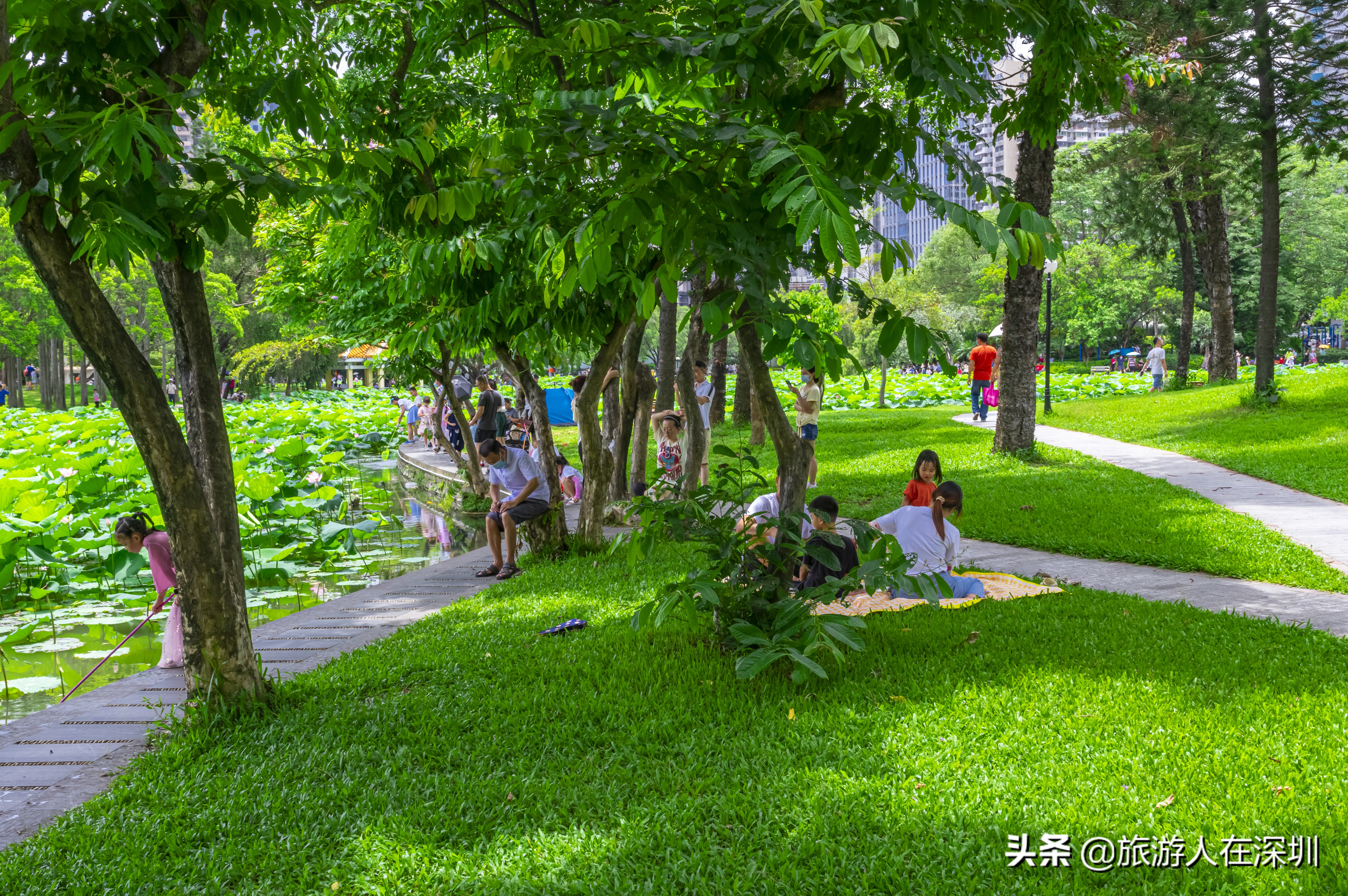 洪湖公园深圳免费景区,深圳市洪湖公园开放