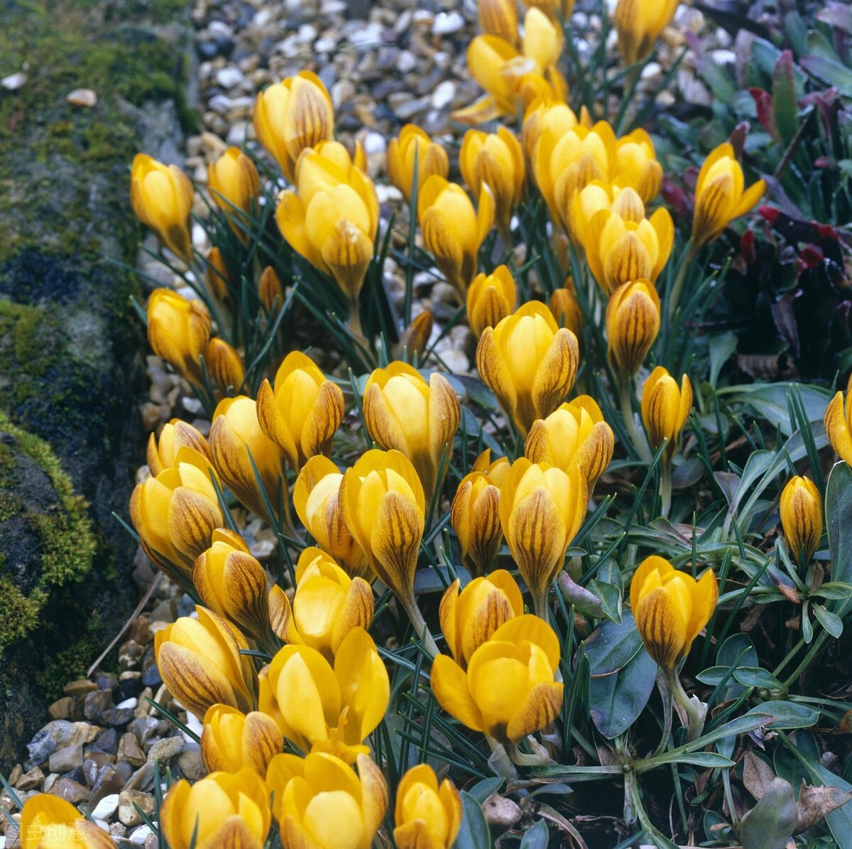 1月至12月生日花的花语,什么花语是祝福生日快乐的花