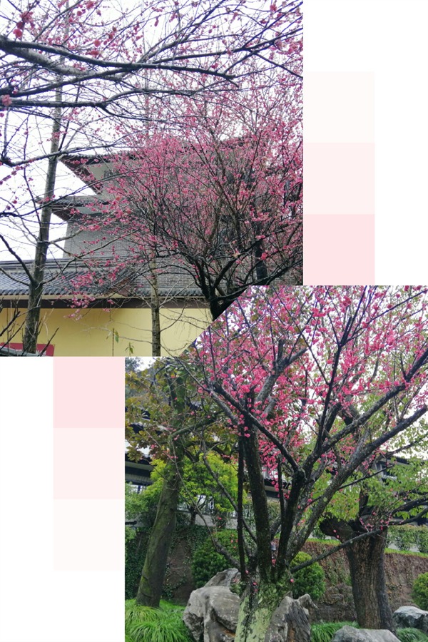 根博园根雕,根宫佛国根雕视频