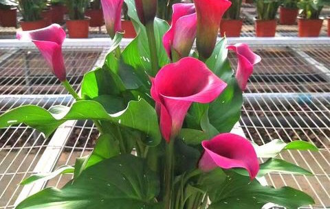 阳台只养一种花全年花开不断,适合庭院养的10种花