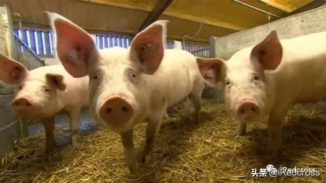 小猪佩奇是英式发音,佩奇英文版讲解