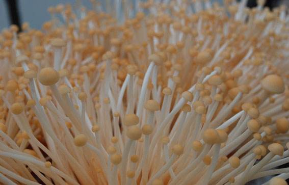 金针菇会发生什么病害,金针菇常见病害及防治方法