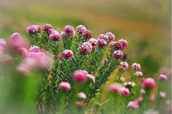 山西晋城析城山,极目胭粉遍草甸