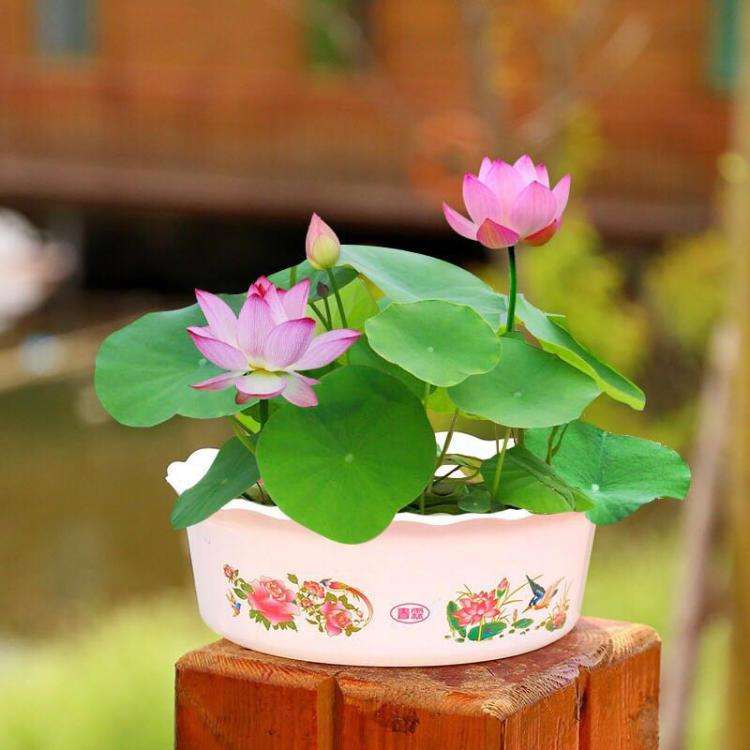 人养花花养人养花养出好心情,适合家养的盆栽花卉大全