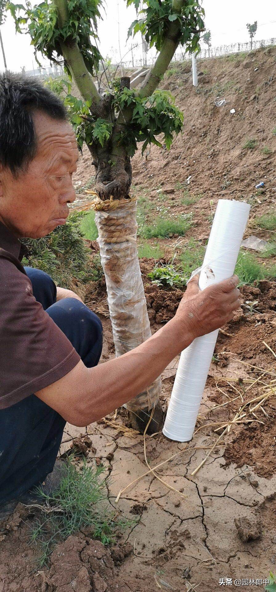 南苗北育养殖,南苗北种怎么样