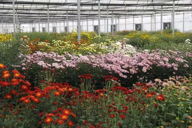 休闲农业种植园盈利模式,休闲农业公司盈利模式研究现状