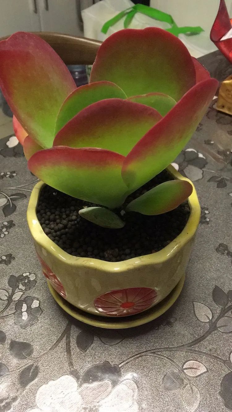 多肉新年寄语,养多肉七八年用心沉淀静待花开