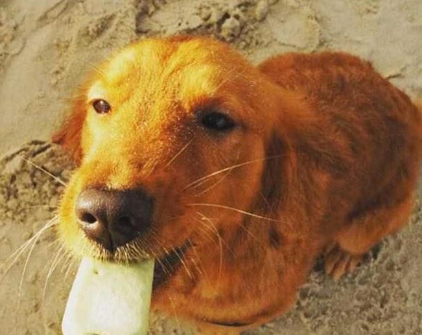 金毛犬幼犬拉稀有血,金毛犬拉稀是什么原因造成的