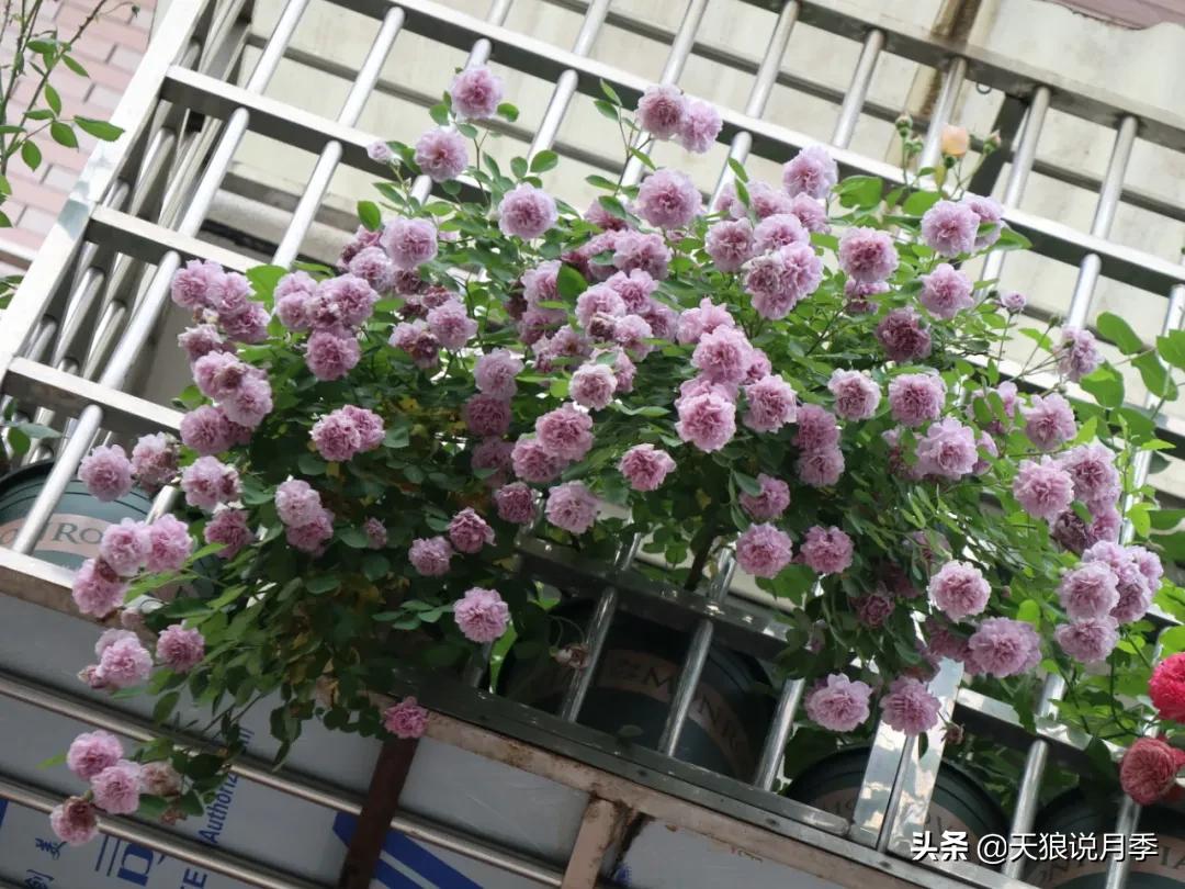 阳台还可以种植什么花种,阳台上也可以种出好看的花