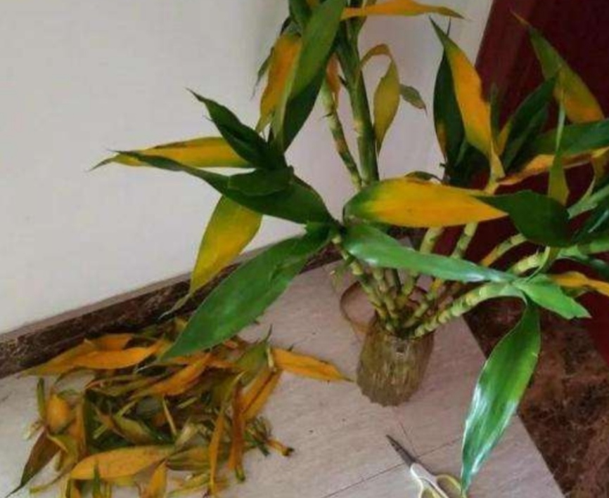 水培富贵竹出现黄叶，常由5方面造成，应及时解决