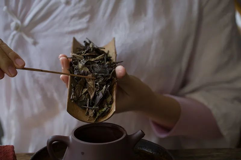 柘荣白茶,柘荣老白茶价格