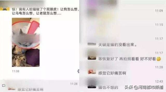 有人竟花1万给猫拉了双眼皮！网友炸锅：考虑过猫的感受吗？